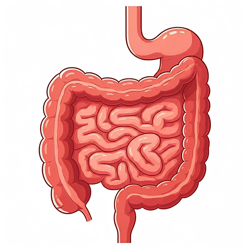 The Small Intestine