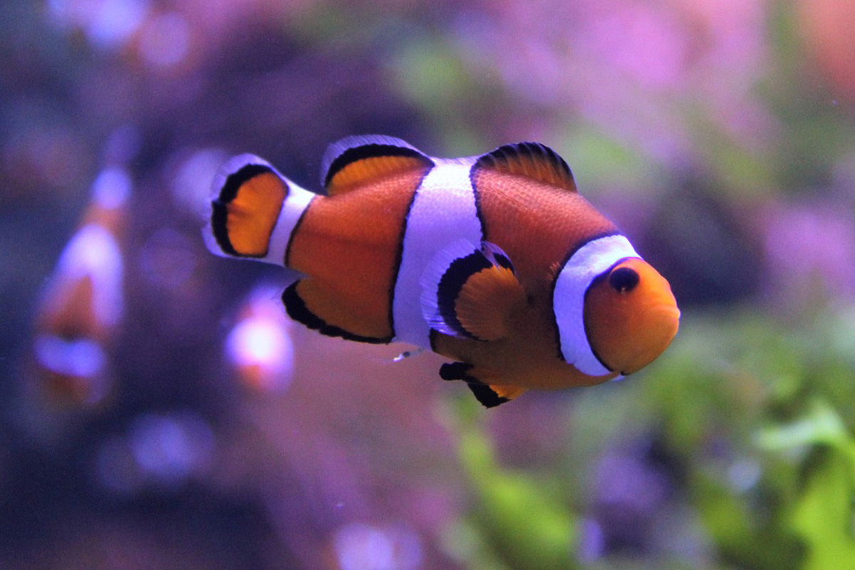 Clownfish