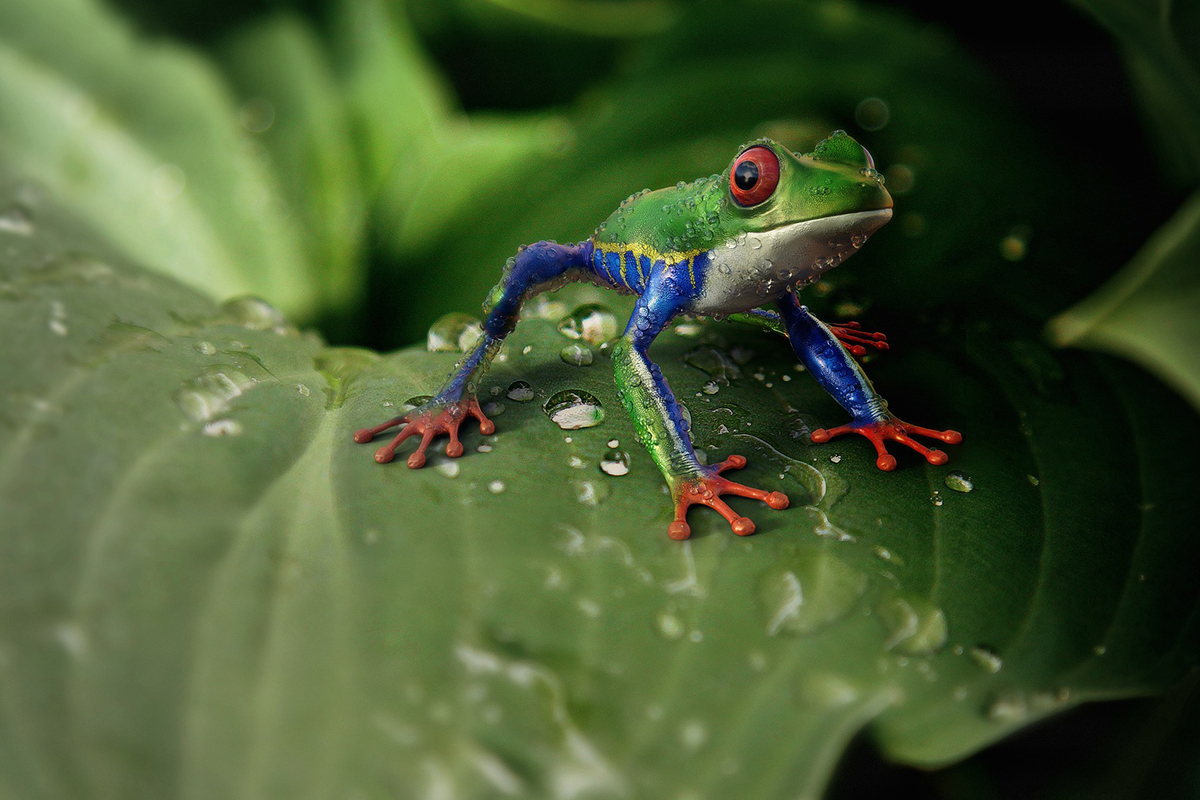 Red-Eyed Tree Frog