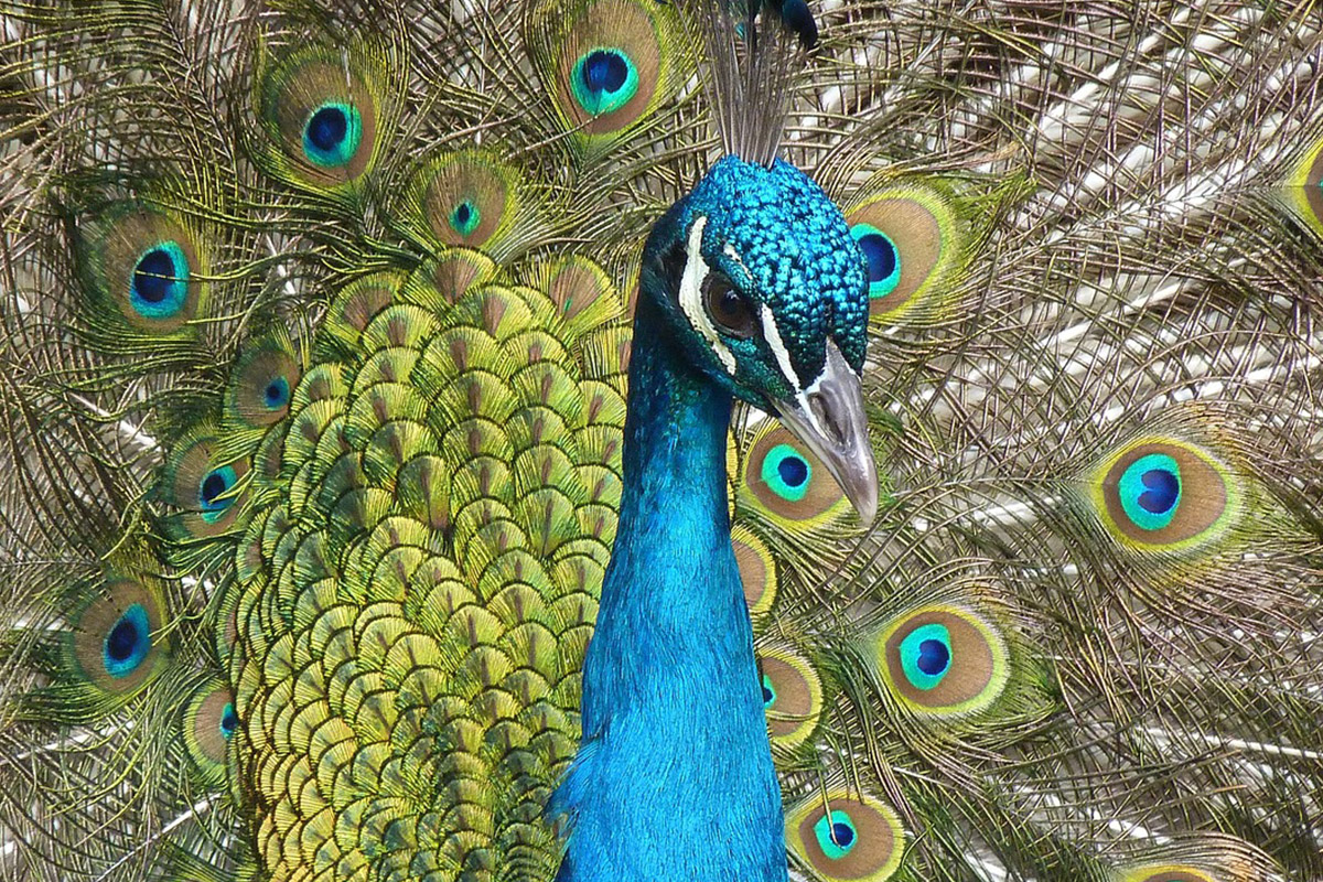 Peacock