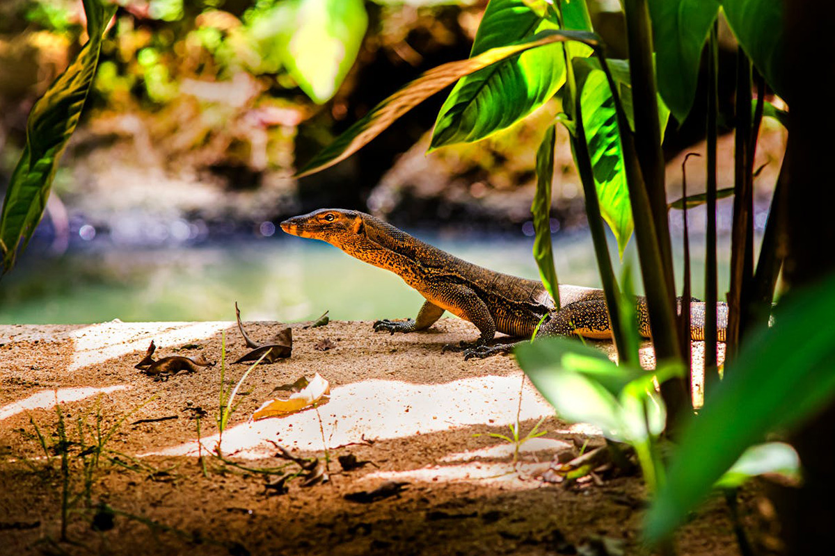 Komodo Dragon