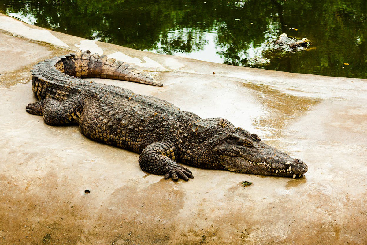 Nile Crocodile