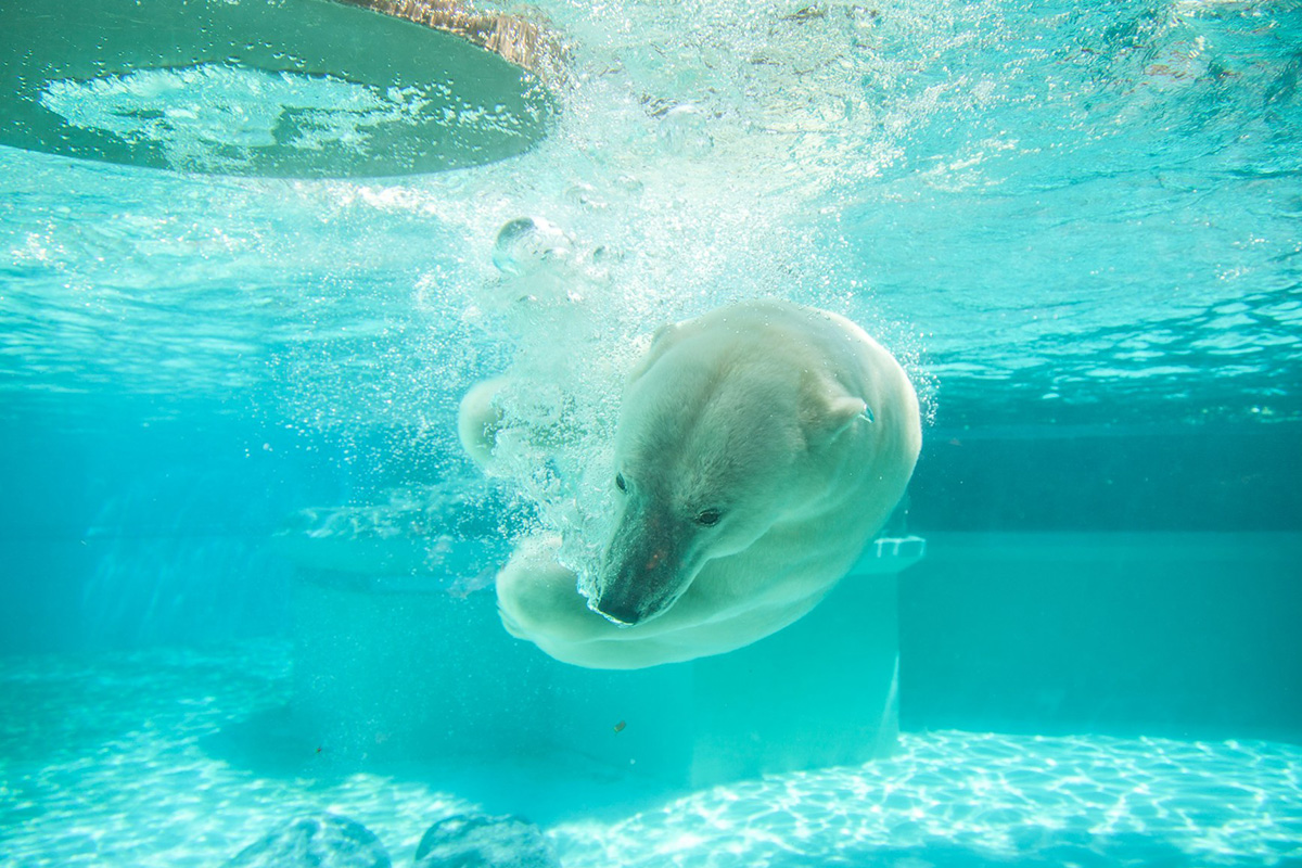 Polar Bear