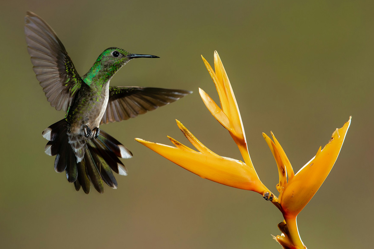 Hummingbird