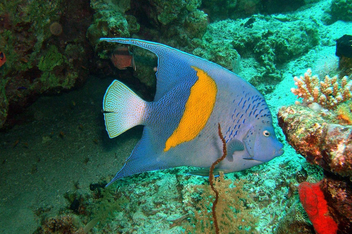 Angelfish