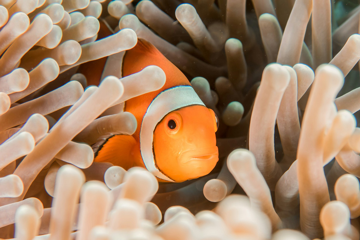 Clownfish