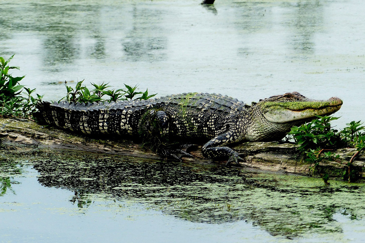 American Alligator