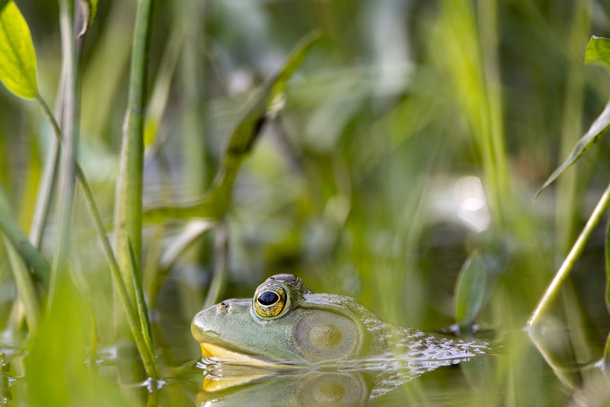 Bullfrog