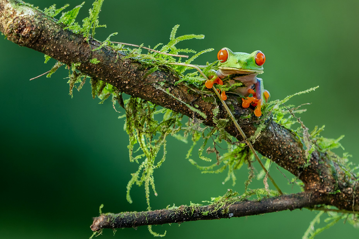 Red-Eyed Tree Frog