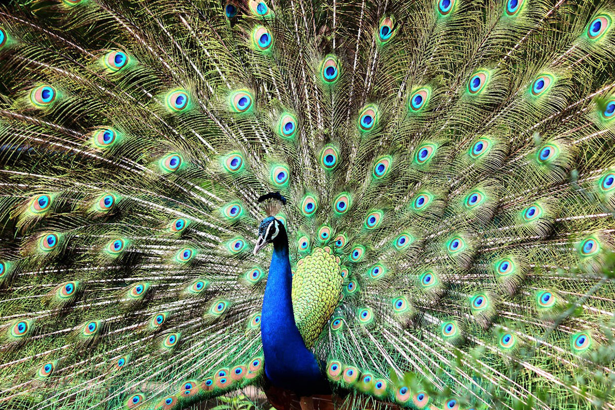 Peacock