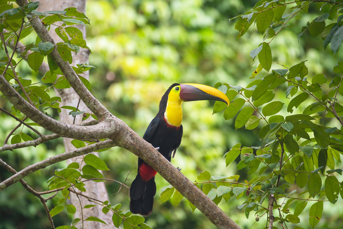 Toucan