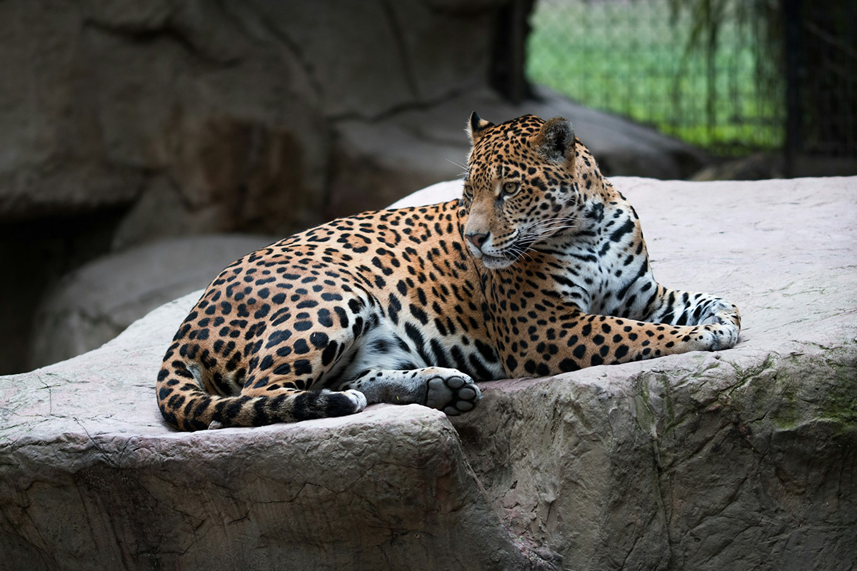 Jaguar