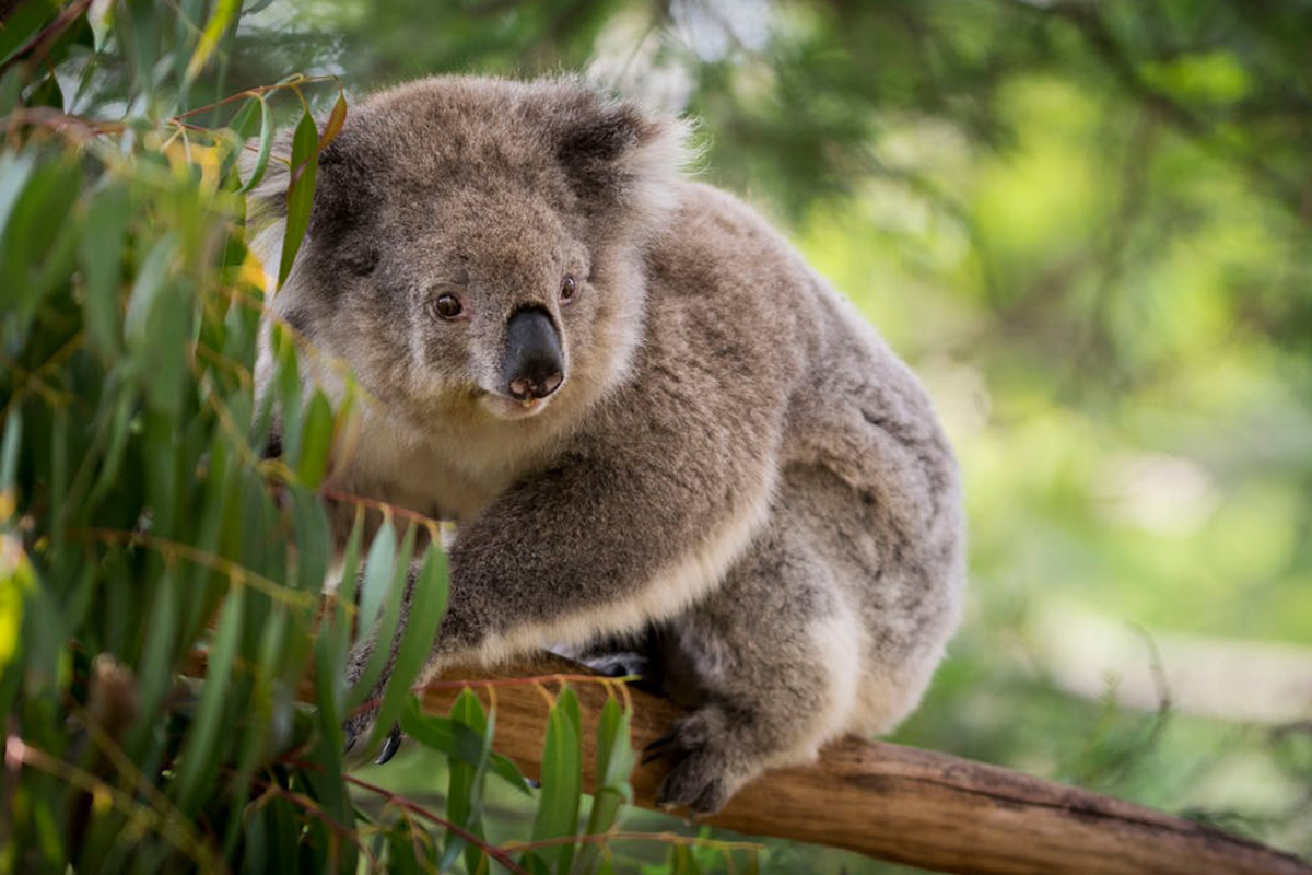 Koala