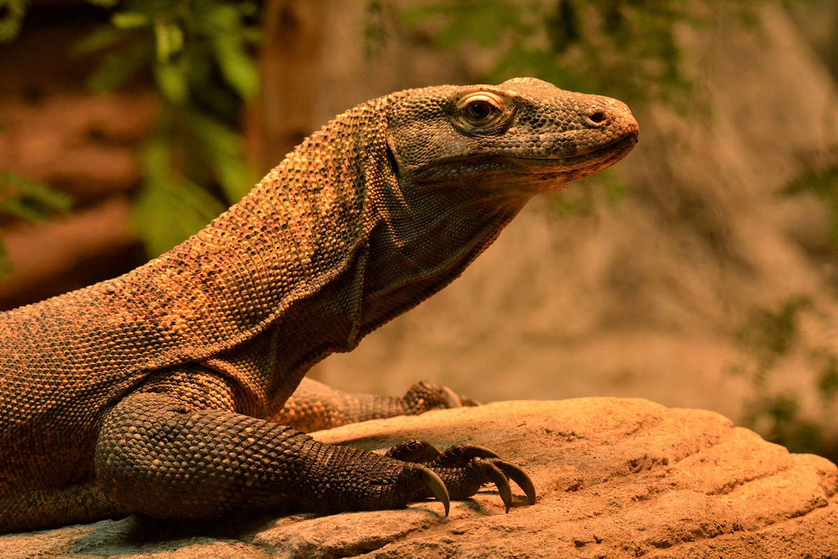 Komodo Dragon