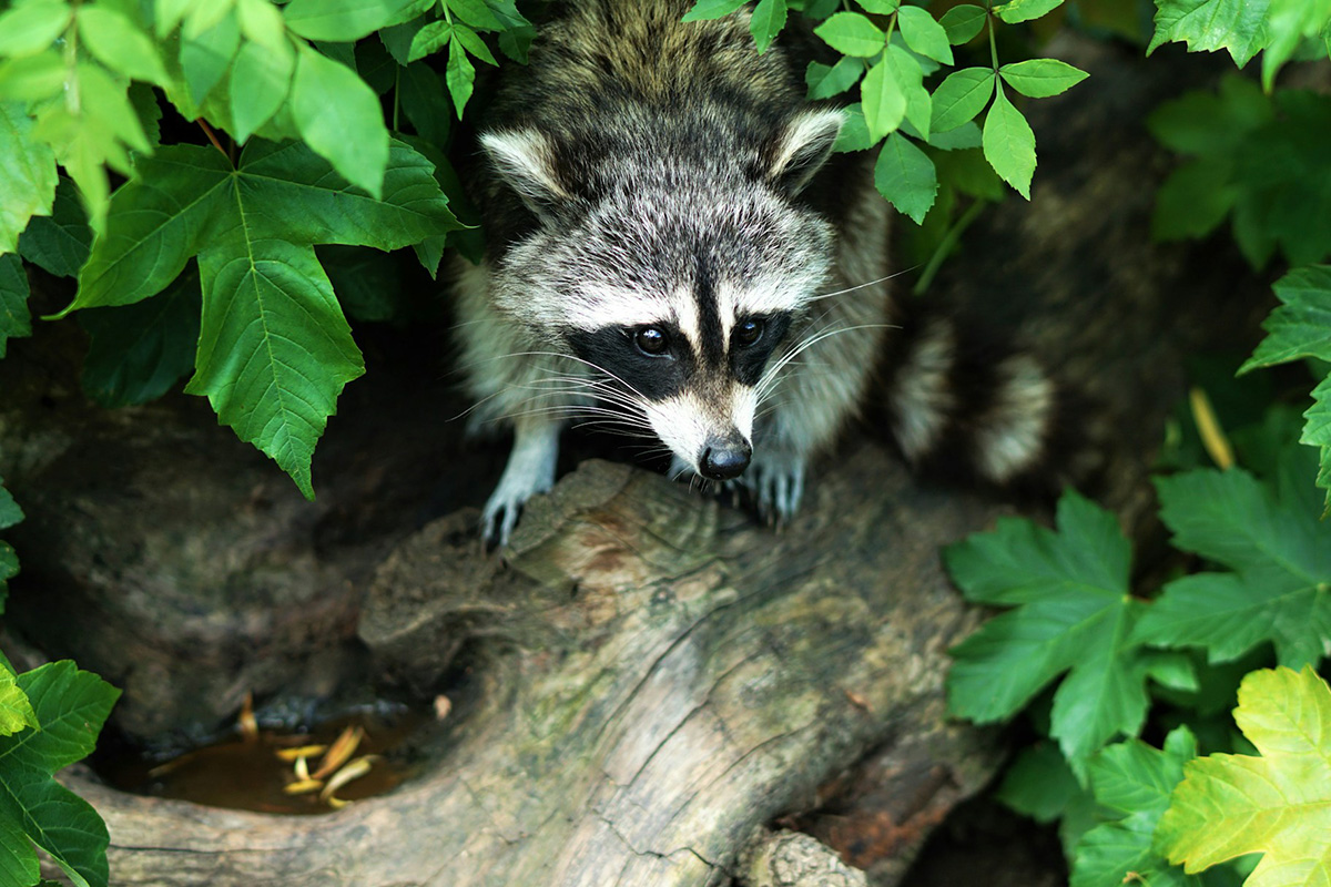 Raccoon