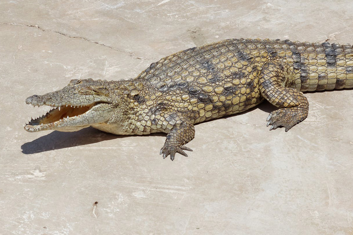 Nile Crocodile