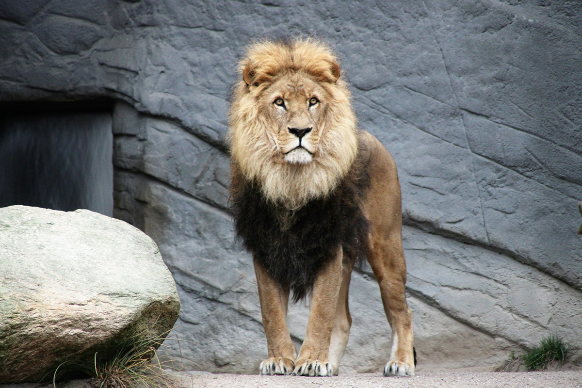 Lion