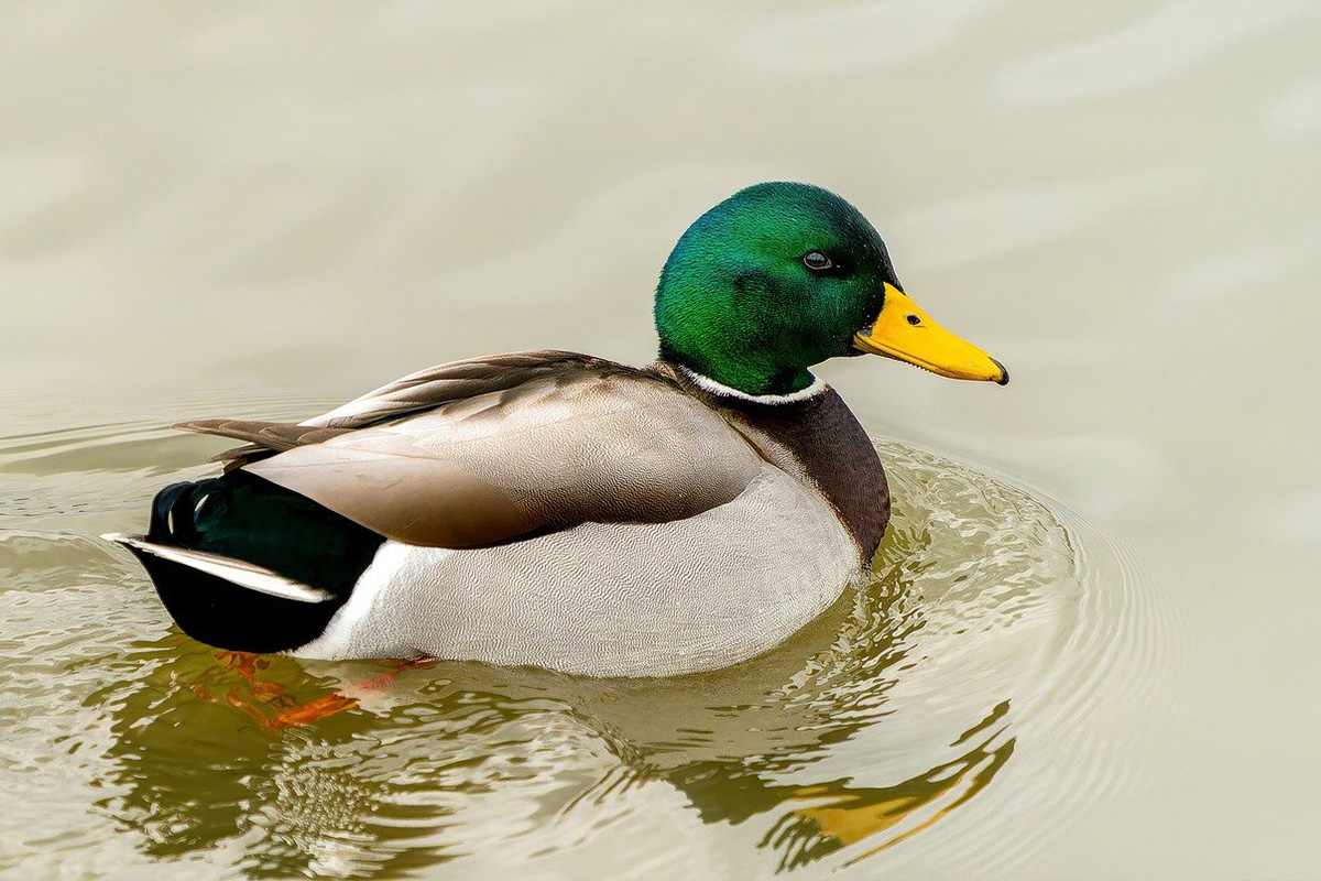 Duck