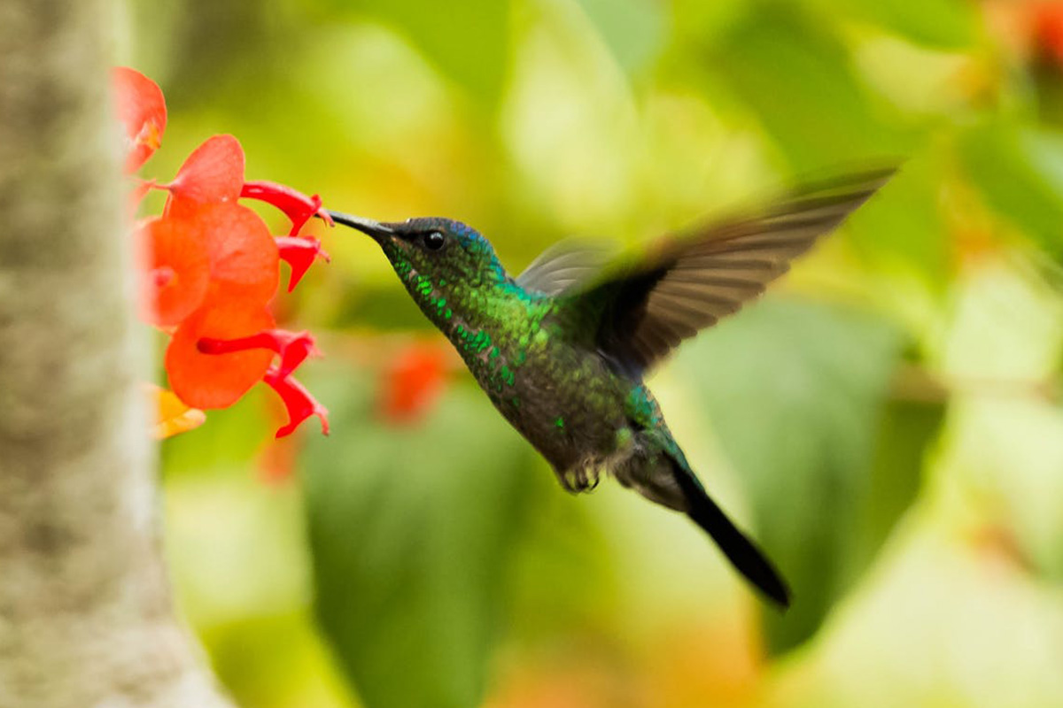 Hummingbird