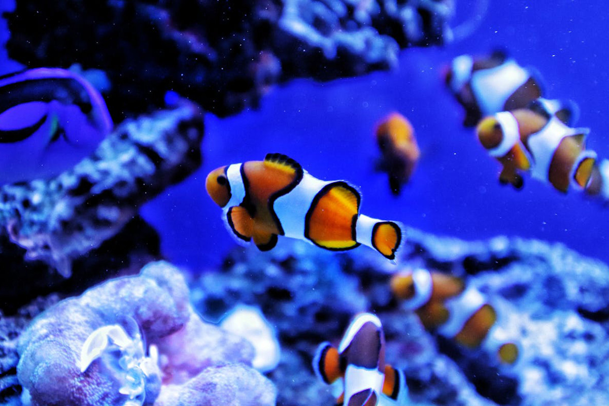 Clownfish