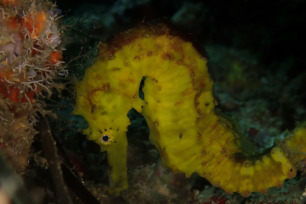 Seahorse