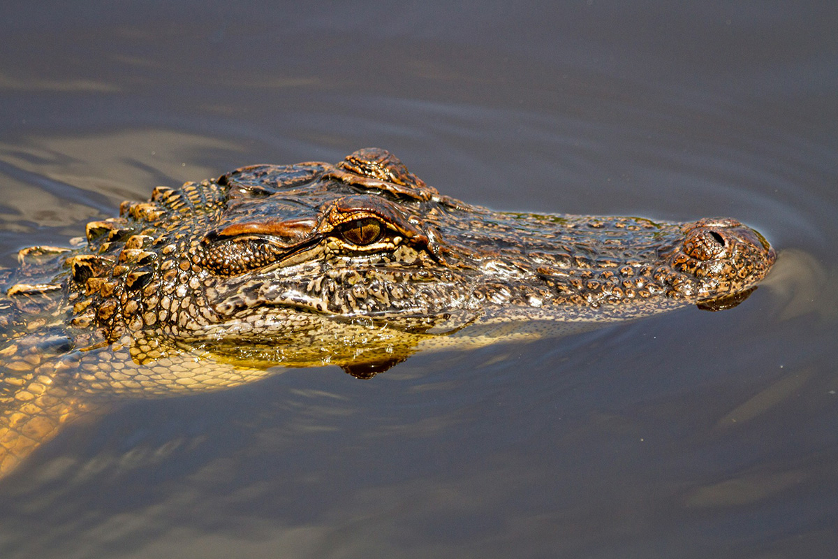 American Alligator