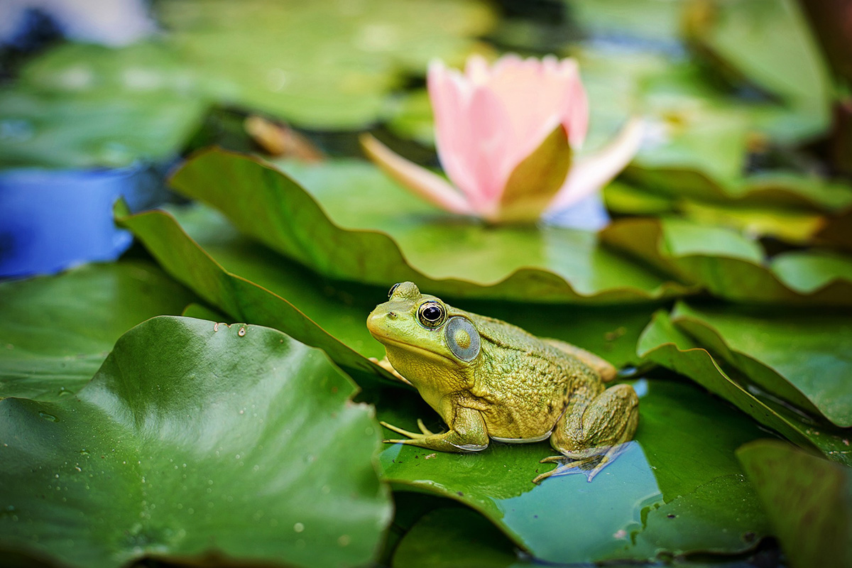 Bullfrog