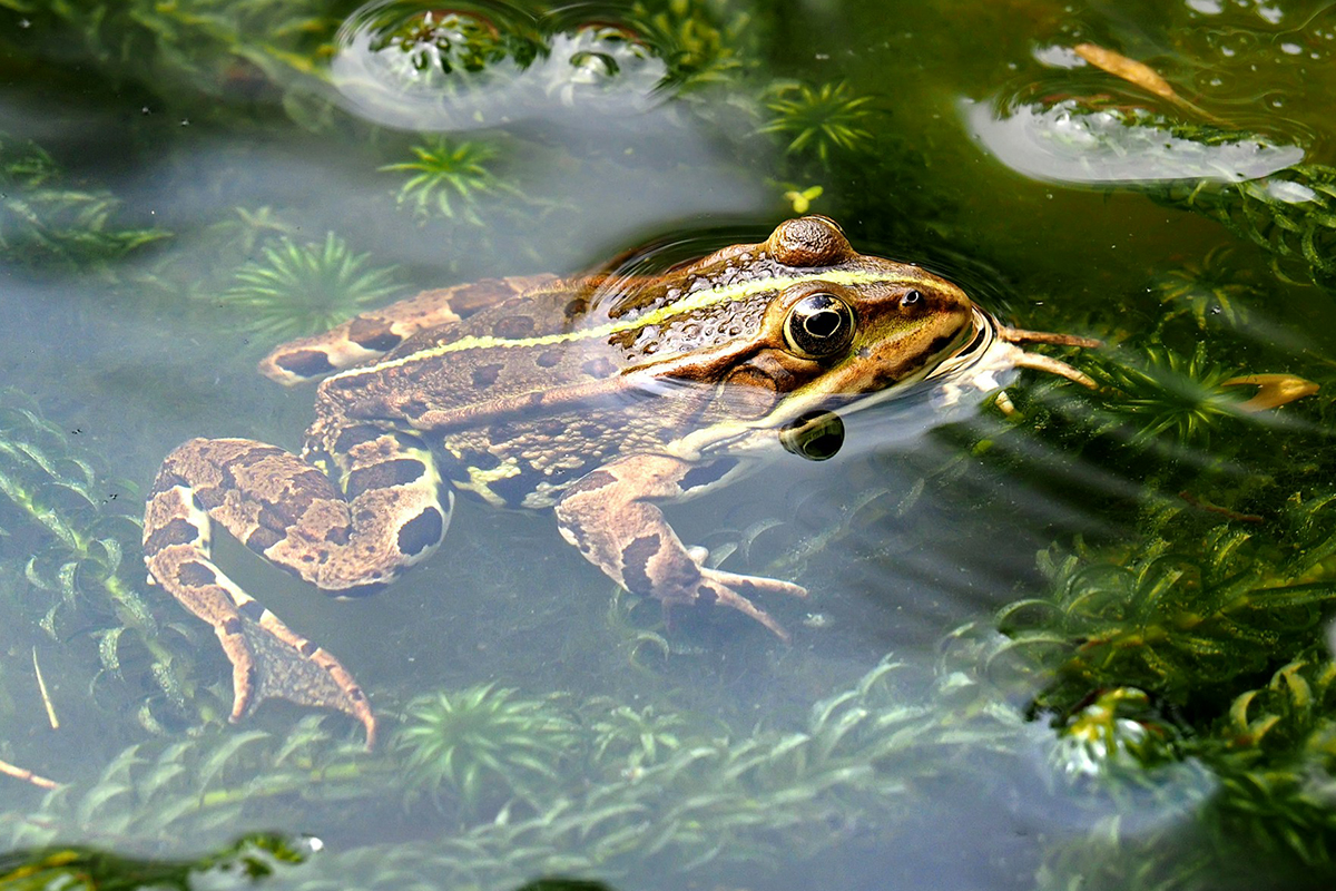 Frog