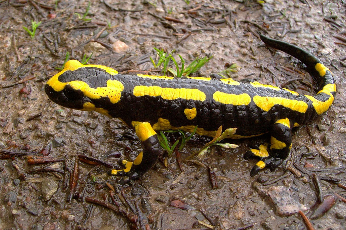 Salamander