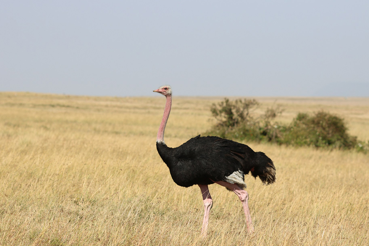 Ostrich