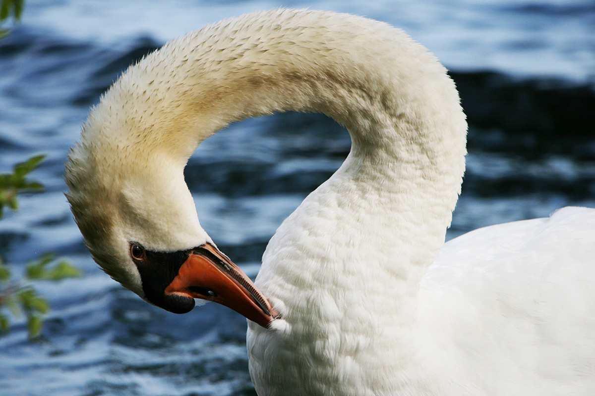 Swan