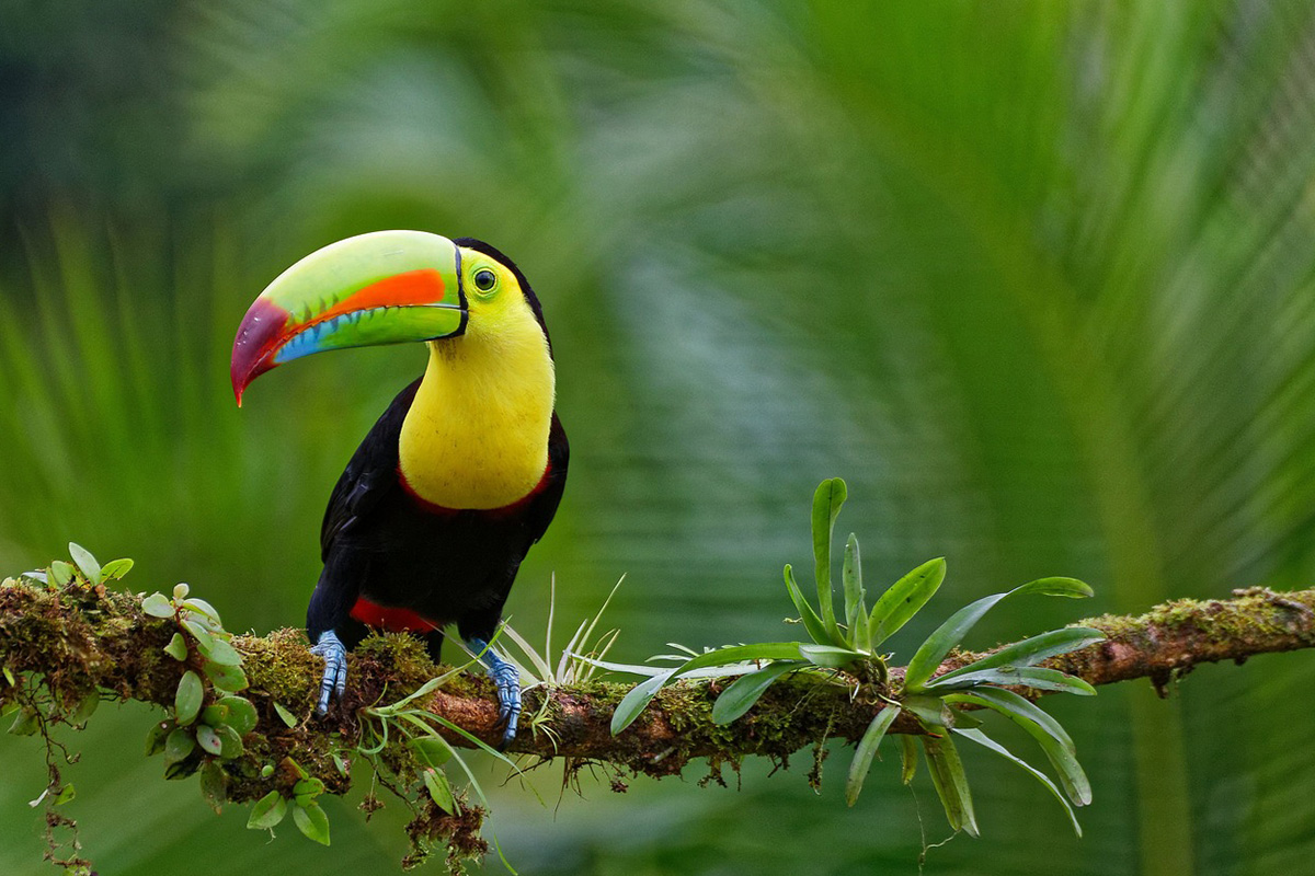 Toucan