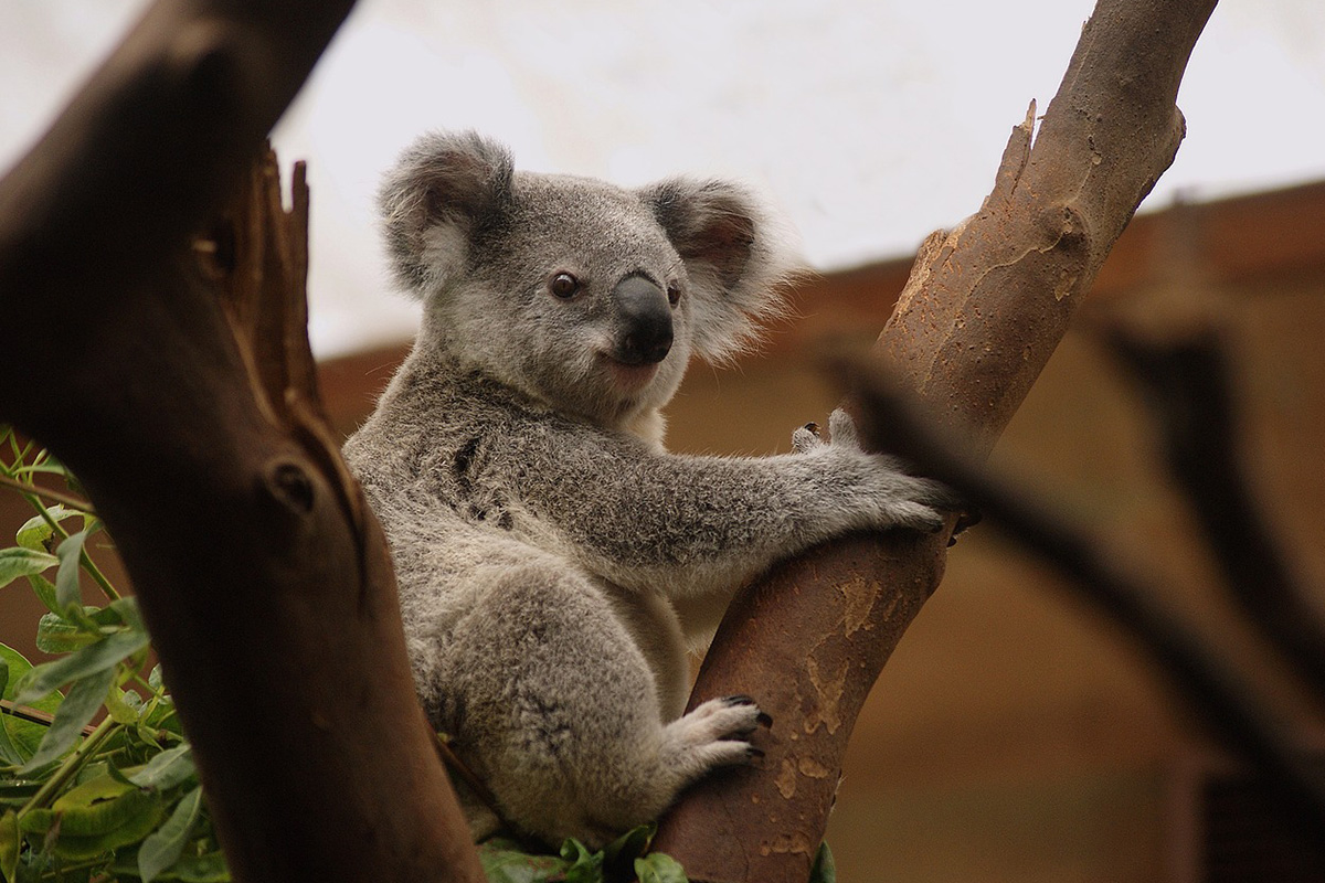 Koala