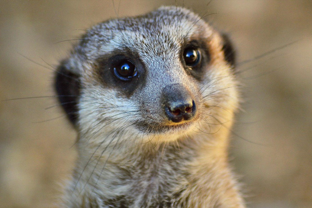 Meerkat