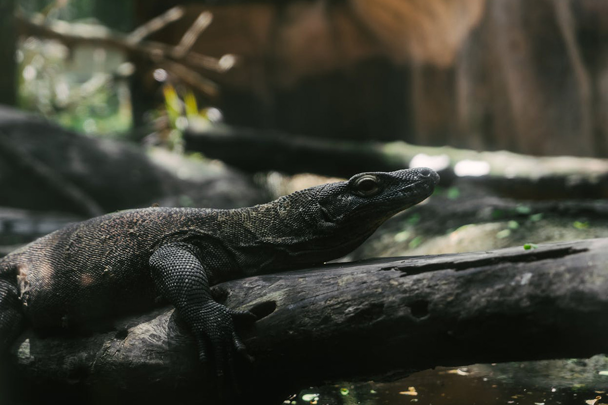 Komodo Dragon