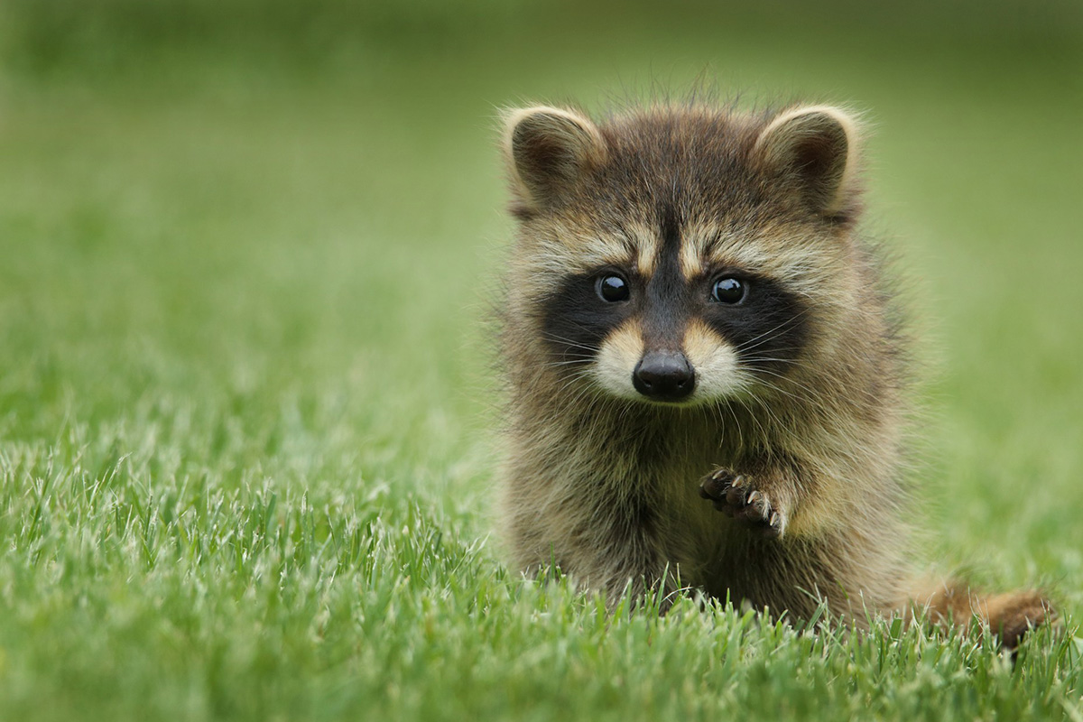 Raccoon