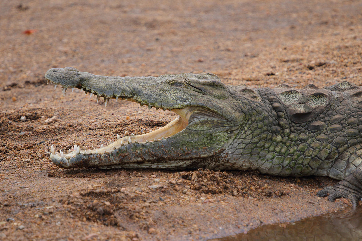 Nile Crocodile