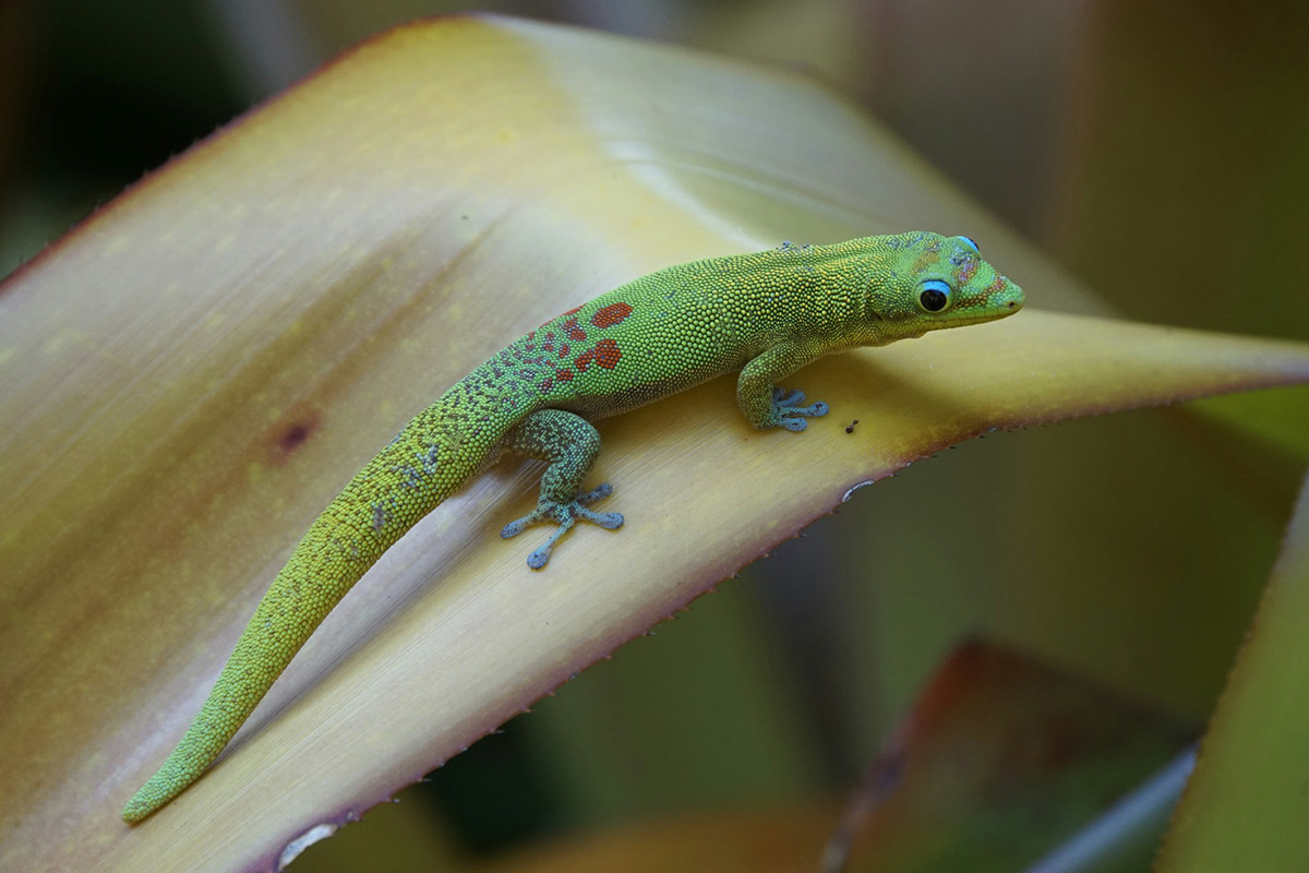 Gecko