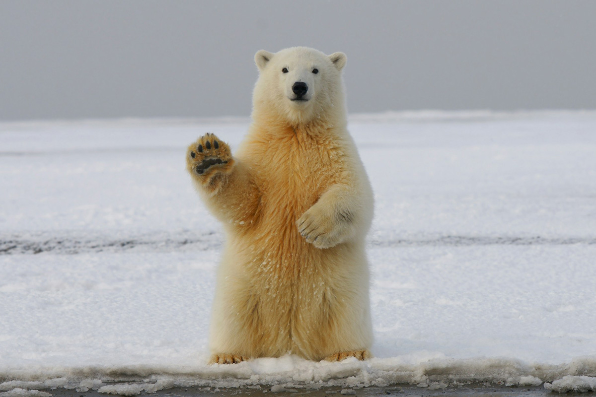 Polar Bear