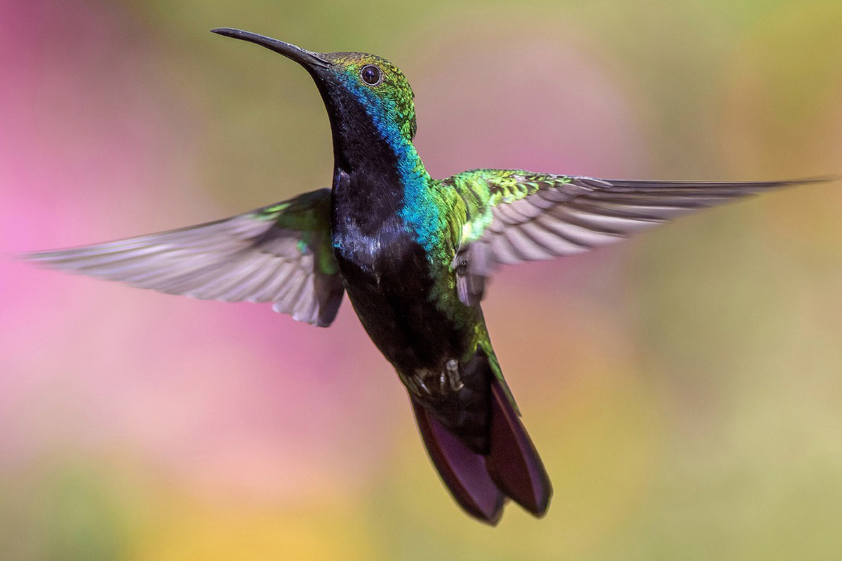 Hummingbird