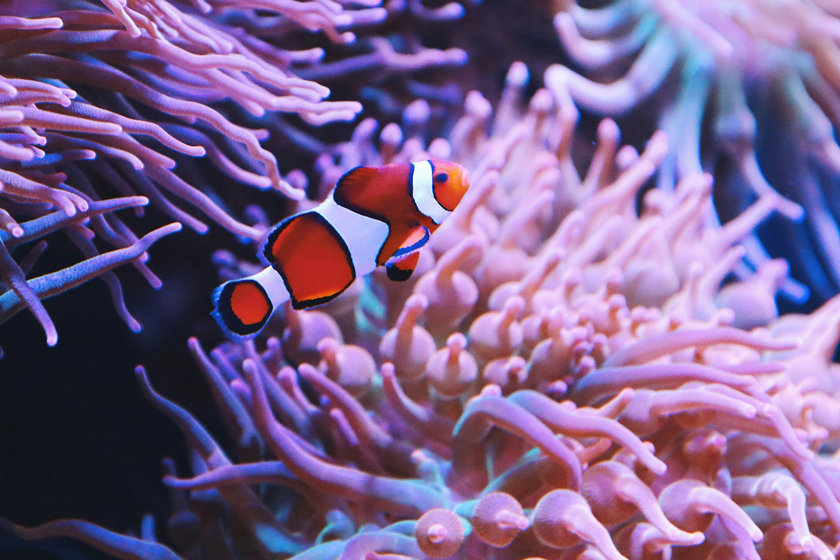 Clownfish