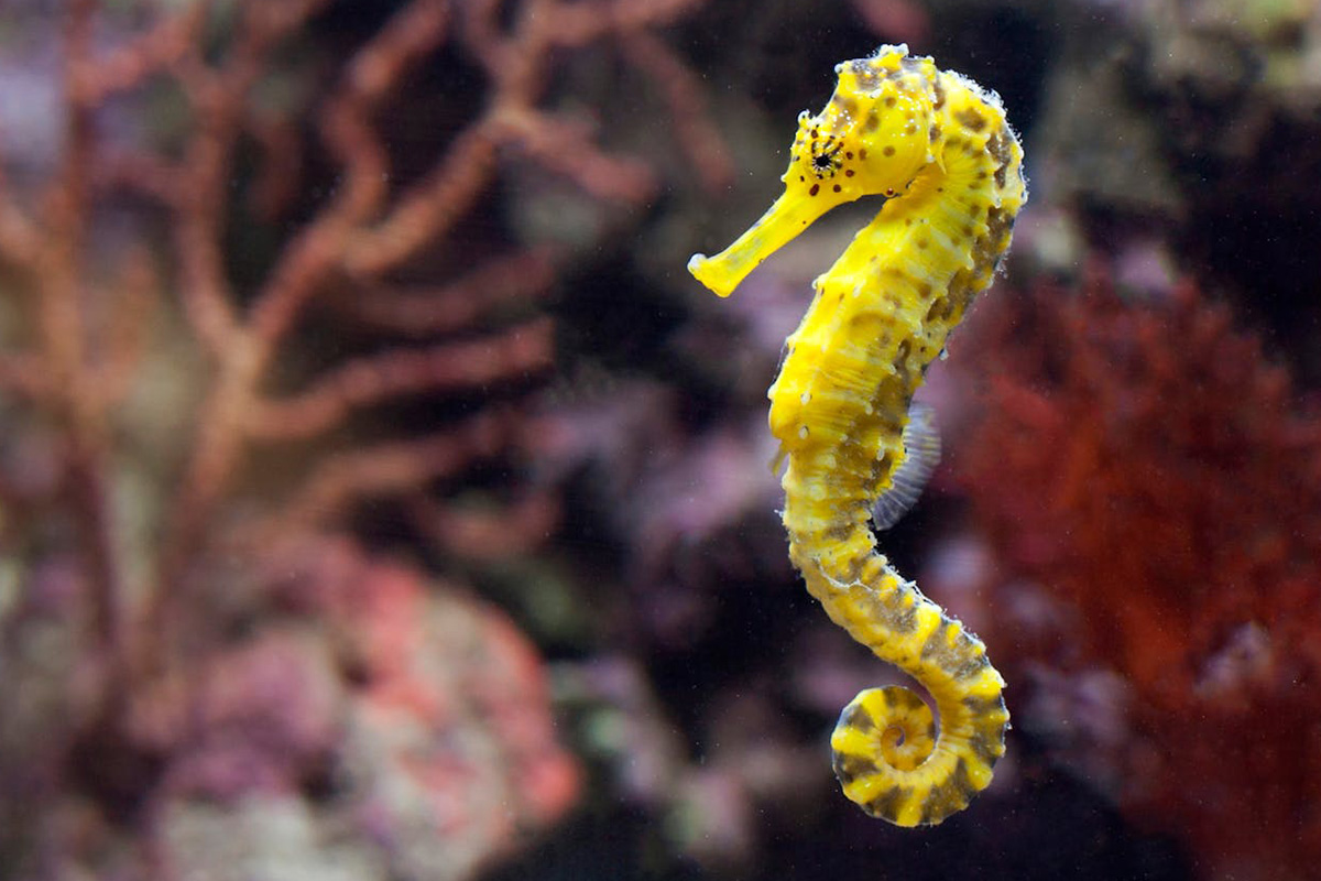 Seahorse