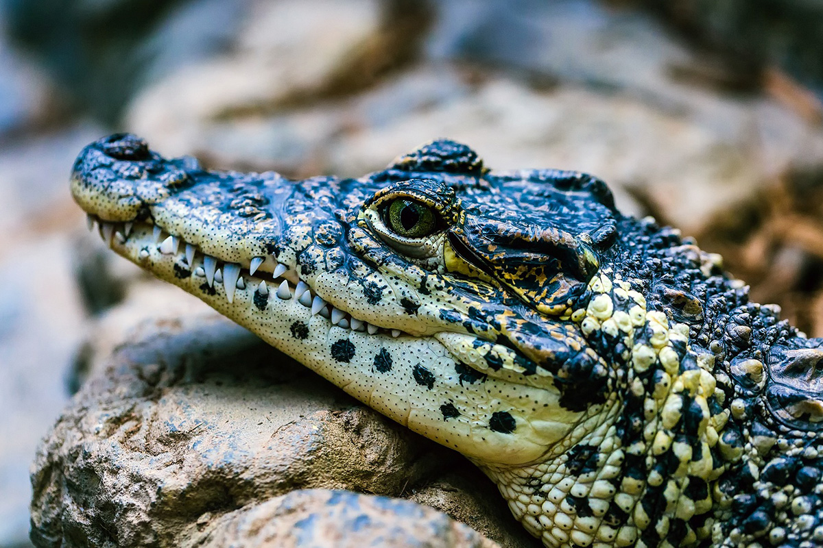 American Alligator