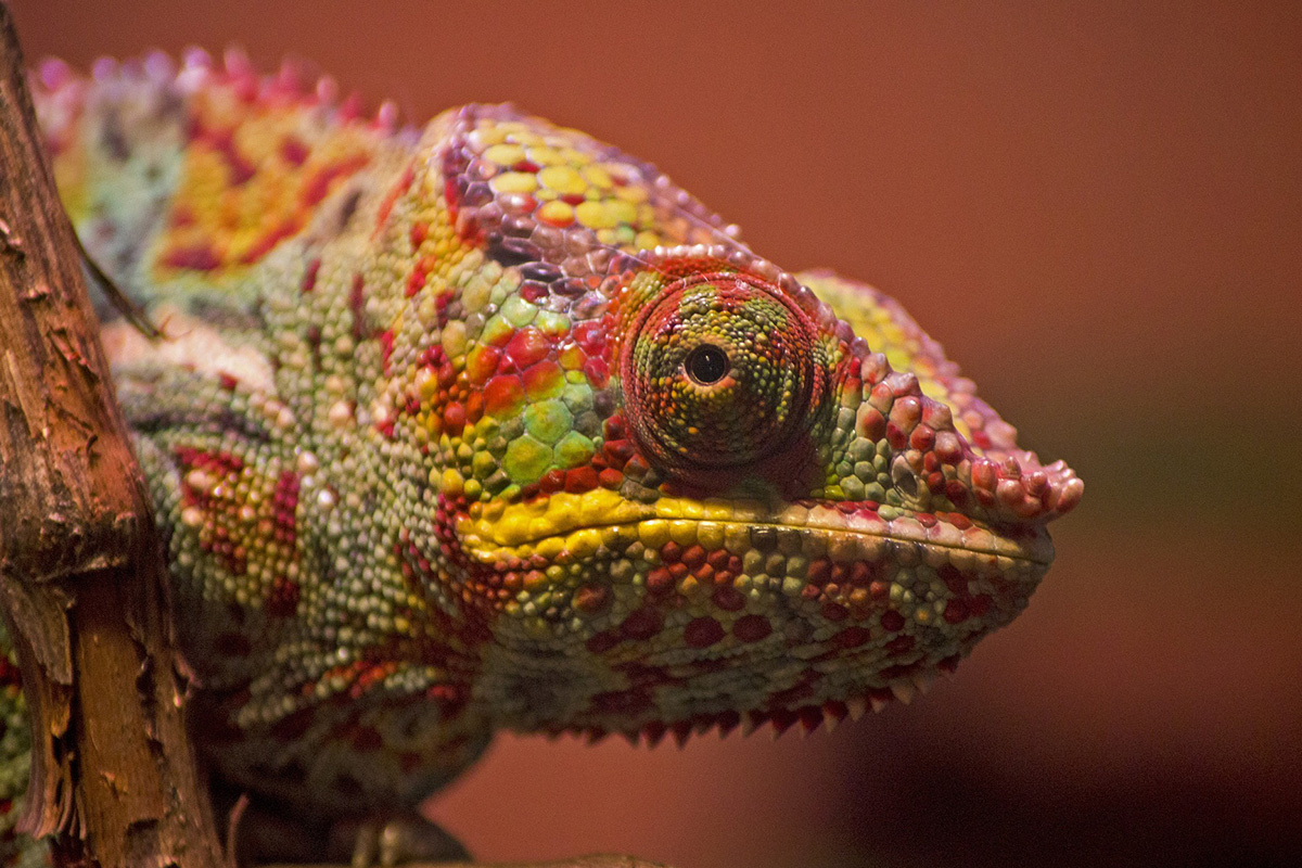 Chameleon