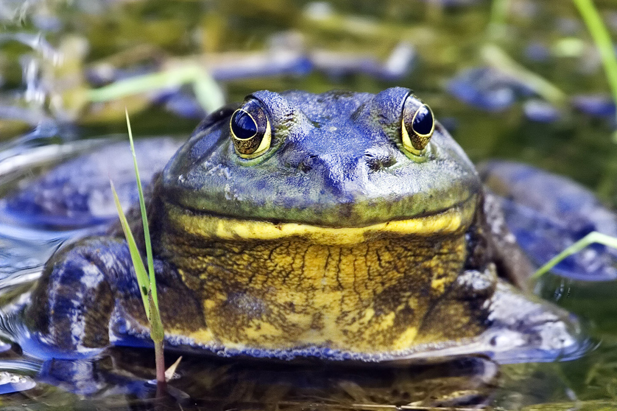 Bullfrog