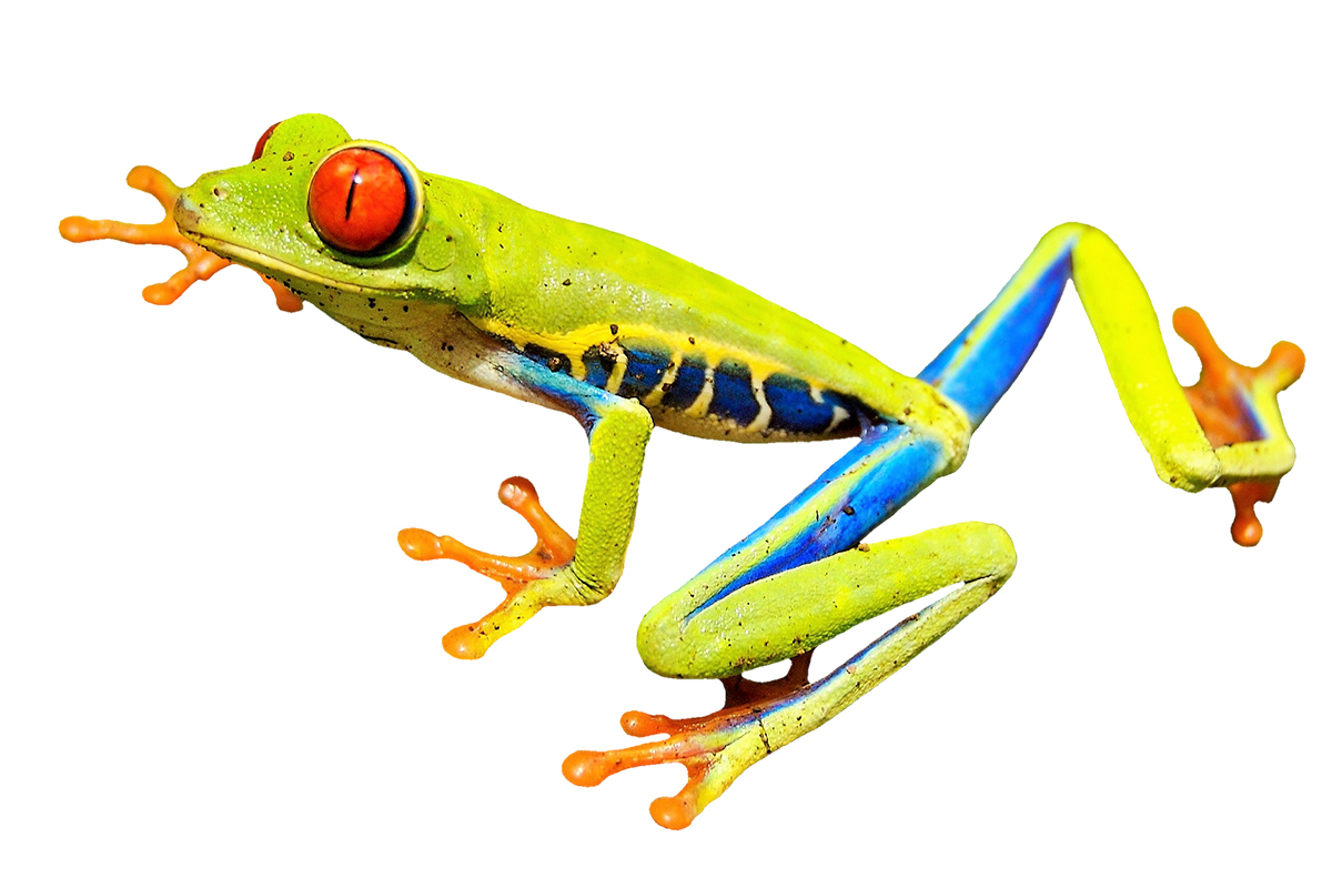 Red-Eyed Tree Frog