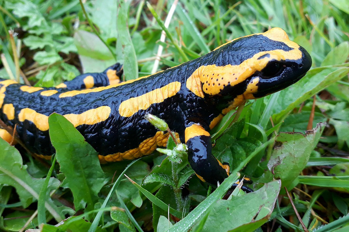 Salamander