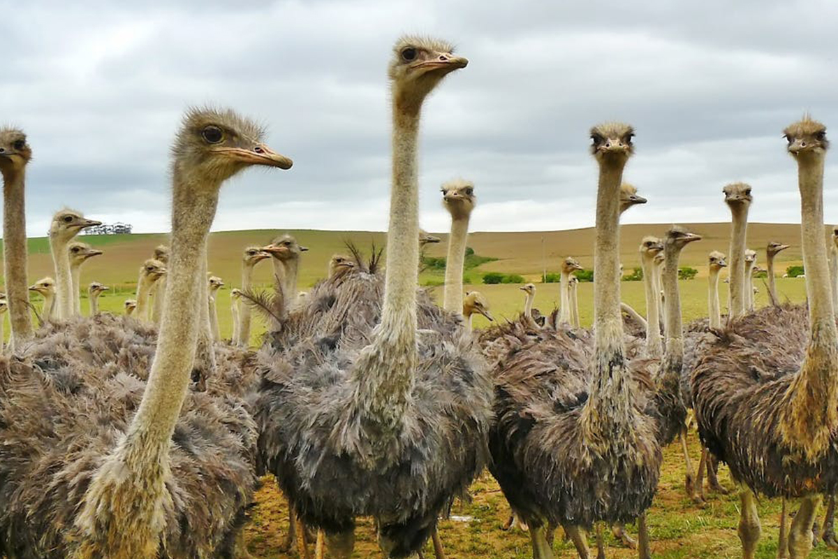 Ostrich