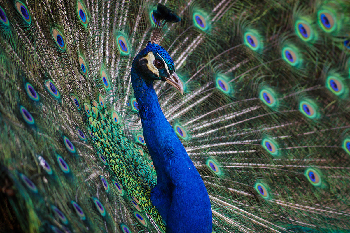 Peacock