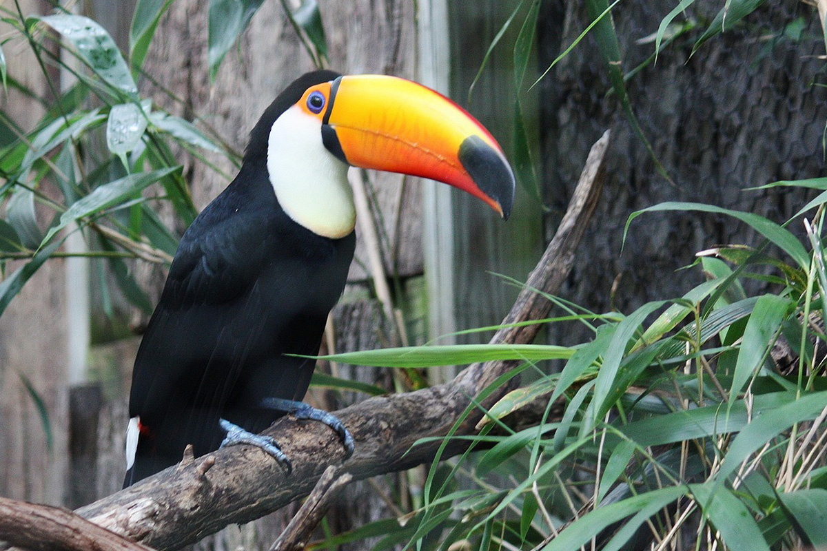 Toucan